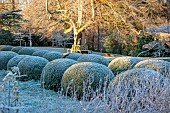 ROCKCLIFFE GARDEN, GLOUCESTERSHIRE: SUNRISE, ENGLISH, COUNTRY, GARDEN, WINTER, FROST, CLIPPED TOPIARY BOX, FROSTY, FROST, LAWN