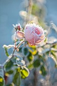 ROCKCLIFFE GARDEN, GLOUCESTERSHIRE: PINK ROSE, ROSA DUSTED WITH FROST, WINTER, FROSTY, SUNRISE