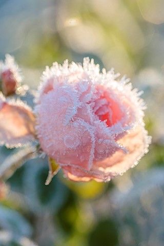 ROCKCLIFFE_GARDEN_GLOUCESTERSHIRE_PINK_ROSE_ROSA_DUSTED_WITH_FROST_WINTER_FROSTY_SUNRISE