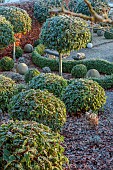 ORDNANCE HOUSE, WILTSHIRE: COUNTRY GARDEN, FROST, FROSTY, WINTER, SUNRISE, DAWN, CLIPPED TOPIARY PORTUGUESE LAUREL, PRUNUS LUSITANICA, BEECH HEDGES, HEDGING
