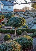 ORDNANCE HOUSE, WILTSHIRE: COUNTRY GARDEN, FROST, FROSTY, WINTER, BOX BALLS, LAWN, SUNRISE, DAWN, CLIPPED TOPIARY PORTUGUESE LAUREL, PRUNUS LUSITANICA