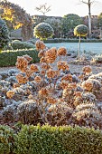 ORDNANCE HOUSE, WILTSHIRE: COUNTRY GARDEN, FROST, FROSTY, WINTER, SUNRISE, DAWN, FROSTY FLOWERS, SEEDHEADS OF HYDRANGEA PANICULATA LIMELIGHT, SHRUBS