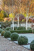 ORDNANCE HOUSE, WILTSHIRE: FROST, FROSTY, WINTER, LAWN, BOX BALLS, BOX HEDGING, HEDGES, WEST HIMALAYAN BIRCH, TREES, BETULA UTILIS SUBSP. JACQUEMONTII, WALLS