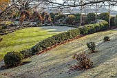 ORDNANCE HOUSE, WILTSHIRE: FROST, FROSTY, WINTER, PORTUGUESE LAUREL HEDGE, HEDGING, FORMAL, COUNTRY, GARDEN
