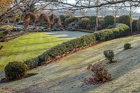 ORDNANCE_HOUSE_WILTSHIRE_FROST_FROSTY_WINTER_PORTUGUESE_LAUREL_HEDGE_HEDGING_FORMAL_COUNTRY_GARDEN
