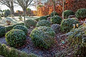 ORDNANCE HOUSE, WILTSHIRE: COUNTRY GARDEN, FROST, FROSTY, WINTER, BOX BALLS, LAWN, SUNRISE, DAWN, CLIPPED TOPIARY PORTUGUESE LAUREL, PRUNUS LUSITANICA, BEECH HEDGES, HEDGING