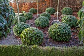 ORDNANCE HOUSE, WILTSHIRE: COUNTRY GARDEN, FROST, FROSTY, WINTER, BOX, SUNRISE, DAWN, CLIPPED TOPIARY PORTUGUESE LAUREL, PRUNUS LUSITANICA, BEECH HEDGES, HEDGING