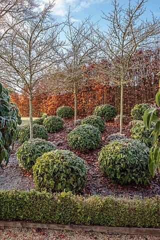 ORDNANCE_HOUSE_WILTSHIRE_COUNTRY_GARDEN_FROST_FROSTY_WINTER_BOX_SUNRISE_DAWN_CLIPPED_TOPIARY_PORTUGU