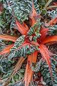 ORDNANCE HOUSE, WILTSHIRE: COUNTRY GARDEN, FROST, FROSTY, WINTER, SUNRISE, DAWN, RUBY CHARD, RED FOLIAGE