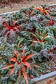 ORDNANCE HOUSE, WILTSHIRE: COUNTRY GARDEN, FROST, FROSTY, WINTER, SUNRISE, DAWN, RUBY CHARD, RED FOLIAGE, POTAGER, VEGETABLE GARDEN