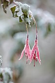 ORDNANCE HOUSE, WILTSHIRE: COUNTRY GARDEN, FROST, FROSTY, WINTER, FROSTY RED, PINK FLOWERS OF FUCHSIA