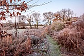 SILVER STREET FARM, DEVON: FROST, FROSTY, WINTER, LAWN, CLIPPED YEW DOME, BORDERS, HEDGES, HEDGING, GRASSES, GRASS PATH, SEEDHEADS