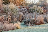 SILVER STREET FARM, DEVON: FROST, FROSTY, WINTER, LAWN, BORDERS, GRASSES, HEDGES, HEDGING, YEW DOME, SEEDHEADS, SEED HEADS, GRASSES