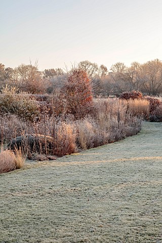 SILVER_STREET_FARM_DEVON_FROST_FROSTY_WINTER_LAWN_BORDERS_GRASSES_HEDGES_HEDGING_YEW_DOME_SEEDHEADS_