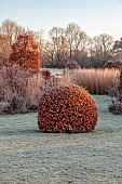 SILVER STREET FARM, DEVON: FROST, FROSTY, WINTER, LAWN, BORDERS, GRASSES, CLIPPED, TOPIARY, BEECH, SEEDHEADS, SEED HEADS, GRASSES, CALAMGROSTIS