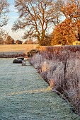 SILVER STREET FARM, DEVON: FROST, FROSTY, WINTER, LAWN, BORDERS, GRASSES, CLIPPED, TOPIARY, YEW, WOODEN BENCH, SEAT, BEECH, SEEDHEADS, SEED HEADS, GRASSES, HEDGES, HEDGING
