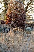 SILVER STREET FARM, DEVON: FROST, FROSTY, WINTER, SEED HEADS, FLOWERS, PERENNIALS, GRASSES, TERRACOTTA CONTAINER, CLIPPED BEECH
