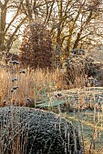 SILVER STREET FARM, DEVON: FROST, FROSTY, WINTER, SEED HEADS, FLOWERS, PERENNIALS, LAWN, CAMOMILE LAWN, BEECH HEDGES, HEDGING, GRASSES, GREEN METAL SEAT, BENCH, YEW DOME
