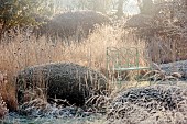 SILVER STREET FARM, DEVON: FROST, FROSTY, WINTER, SEED HEADS, FLOWERS, YEW DOMES, GRASSES, PERENNIALS, GREEN METAL SEAT, BENCH, HEDGES, HEDGING, BEECH