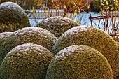 MORTON HALL GARDENS, WORCESTERSHIRE: CLIPPED TOPIARY BOX BALLS, BUXUS, SOUTH GARDEN, FORMAL, WINTER, SNOW, FROST