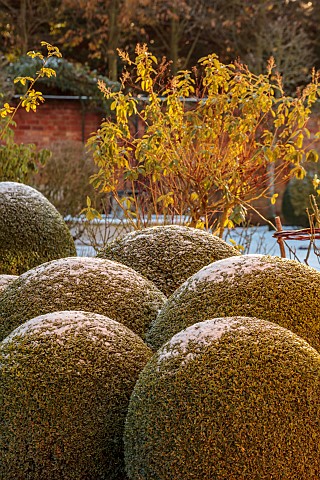 MORTON_HALL_GARDENS_WORCESTERSHIRE_CLIPPED_TOPIARY_BOX_BUXUS_SOUTH_GARDEN_FORMAL_WINTER_SNOW_FROST