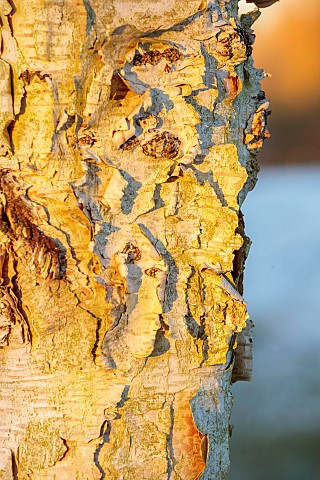 MORTON_HALL_WORCESTERSHIRE_PEELING_BARK_TRUNKS_OF_BETULA_FETISOWII_TREES_WHITE_BIRCHES_WINTER_FROST_