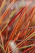 ORANGE, RED, LEAVES, FOLIAGE OF GRASS, UNCINIA RUBRA EVERFLAME, ORNAMENTAL, PERENNIALS, VARIEGATED, WINTER