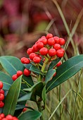 ORANGE, RED, BERRIES, FRUITS OF SKIMMIA JAPONICA TEMPTATION, WINTER, SHRUBS, JANUARY