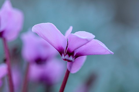 PINK_FLOWERS_OF_CYCLAMEN_COUM_CYBERIA_PINK_WINTER_JANUARY_BULBS_PERENNIALS_CORMS