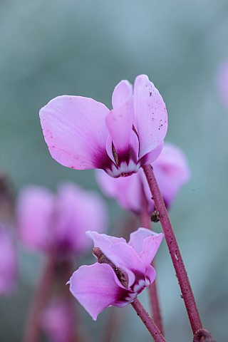 PINK_FLOWERS_OF_CYCLAMEN_COUM_CYBERIA_PINK_WINTER_JANUARY_BULBS_PERENNIALS_CORMS