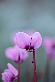 PINK FLOWERS OF CYCLAMEN COUM CYBERIA PINK, WINTER, JANUARY, BULBS, PERENNIALS, CORMS