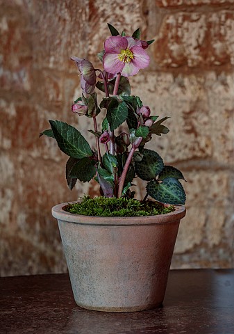 TERRACOTTA_CONTAINER_PLANTED_WITH_HELLEBORE_HELLEBORUS_FROSTKISS_PIPPAS_PURPLE_POTS_WINTER_JANUARY
