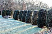 LONG BARN GARDENS, KENT: FROST, WINTER, LAWN, AVENUE OF IRISH YEWS, CLIPPED TOPIARY