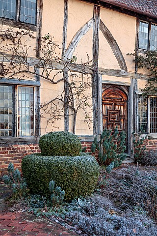 LONG_BARN_GARDENS_KENT_FROST_WINTER_CLIPPED_TOPIARY_EUPHORBIA