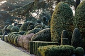 BRODSWORTH HALL, YORKSHIRE: DAWN, SUNRISE, WINTER, JANUARY, FROST, LAWN, CLIPPED TOPIARY SHRUBS, CEDARS, HEDGES, HEDGING, EVERGREENS, VICTORIAN, BORDERS, FORMAL, GARDEN