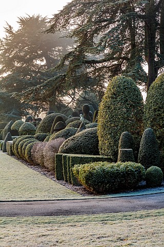 BRODSWORTH_HALL_YORKSHIRE_DAWN_SUNRISE_WINTER_JANUARY_FROST_LAWN_CLIPPED_TOPIARY_SHRUBS_CEDARS_HEDGE