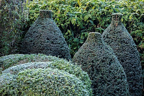 BRODSWORTH_HALL_YORKSHIRE_WINTER_JANUARY_FROST_CLIPPED_TOPIARY_SHRUBS_HEDGES_HEDGING_EVERGREENS_VICT