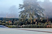 BRODSWORTH HALL, YORKSHIRE: DAWN, SUNRISE, WINTER, JANUARY, FROST, CLIPPED TOPIARY SHRUBS, HEDGES, HEDGING, EVERGREENS, VICTORIAN, PATHS, BORDERS, FORMAL, GARDEN, CEDARS