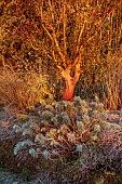 BORDE HILL GARDEN, WEST SUSSEX: WINTER, FROST, SUNRISE, EUPHORBIA, BARK, TRUNK OF ARBUTUS X ANDRACHNOIDES, STRAWBERRY TREE