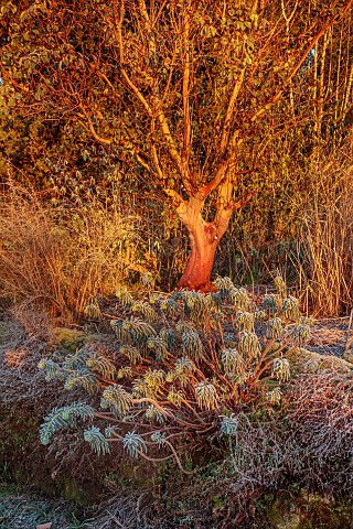 BORDE_HILL_GARDEN_WEST_SUSSEX_WINTER_FROST_SUNRISE_EUPHORBIA_BARK_TRUNK_OF_ARBUTUS_X_ANDRACHNOIDES_S