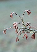 BORDE HILL GARDEN, WEST SUSSEX: CATKINS OF OSTRYIA CARPINIFOLIA, HOP HORNBEAM, DECIDUOUS, TREE, WINTER, JANUARY, FROST, FROSTED