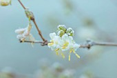 BORDE HILL GARDEN, WEST SUSSEX: WHITE, CREAM, FROSTED, FLOWERS OF LONICERA PURPUSII, WINTER HONEYSUCKLE, FRAGRANT, SCENTED, SHRUBS, CLIMBERS, CLIMBING, YELLOW STAMENS, JANUARY