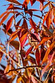 BORDE HILL GARDEN, WEST SUSSEX: RED LEAVES OF RARE EONYMUS WILSONII, JANUARY, WINTER, SHRUBS
