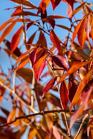 BORDE_HILL_GARDEN_WEST_SUSSEX_RED_LEAVES_OF_RARE_EONYMUS_WILSONII_JANUARY_WINTER_SHRUBS