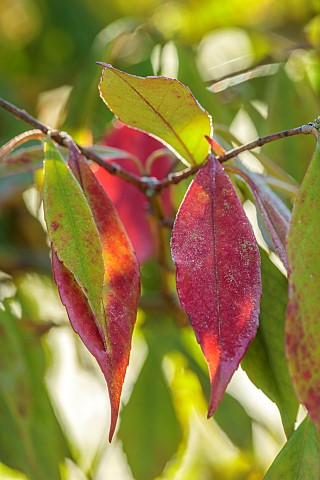 BORDE_HILL_GARDEN_WEST_SUSSEX_RED_LEAVES_OF_RARE_EONYMUS_WILSONII_JANUARY_WINTER_SHRUBS
