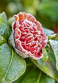 BORDE HILL GARDEN, WEST SUSSEX: RED, ORANGE, FLOWERS OF FRSOTED CAMELLIA BROWNCREEKS SUNSET, JANUARY, WINTER, SHRUBS