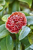 BORDE HILL GARDEN, WEST SUSSEX: RED, ORANGE, FLOWERS OF FRSOTED CAMELLIA BROWNCREEKS SUNSET, JANUARY, WINTER, SHRUBS