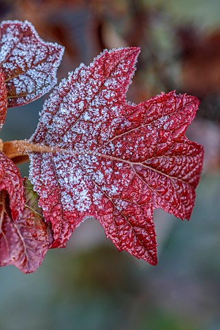 BORDE_HILL_GARDEN_WEST_SUSSEX_RED_LEAVES_OF_HYDRANGEA_QUERCIFOLIA_ALICE_FROST_FROSTED_JANUARY_WINTER