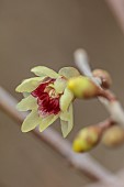 PLANT PORTRAIT OF YELLOW FLOWERS OF WINTER SWEET, CHIMONANTHUS PRAECOX YUNNANENSIS, DECIDUOUS, SHRUBS, SCENTED, FRAGRANT, WINTER, JANUARY