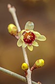PLANT PORTRAIT OF YELLOW FLOWERS OF WINTER SWEET, CHIMONANTHUS PRAECOX YUNNANENSIS, DECIDUOUS, SHRUBS, SCENTED, FRAGRANT, WINTER, JANUARY